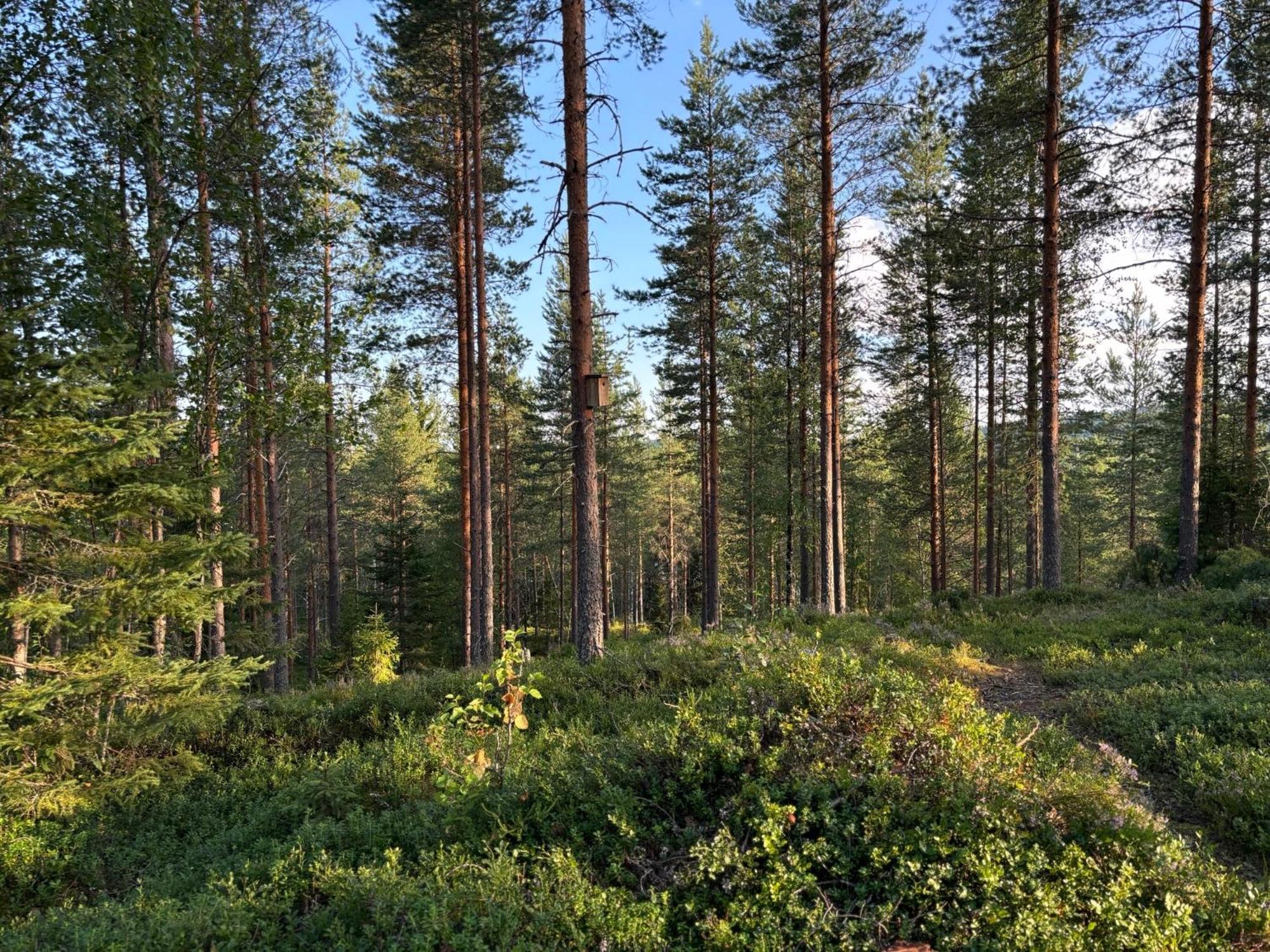 Loppiaiskaari 5, Paljakka Puolanka Esterno foto